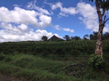 High-grade coffee for the Monks' Blend