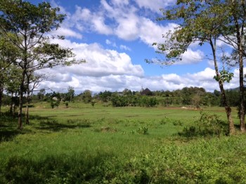 Monk-cultivated farmland produce rice, corn, coffee, peanuts, cacao