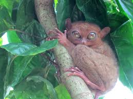 Bohol's Tarsier