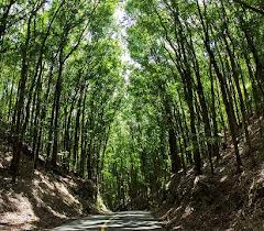 Bohol's Man-Made Forest